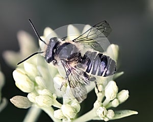 Posterior macro view of a Leafcutter Bee (Megachilidae) on sedum flowers