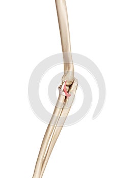 The posterior radiocollateral ligament