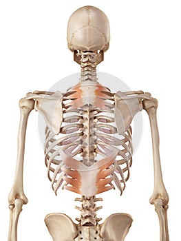 The posterior serratus muscle photo