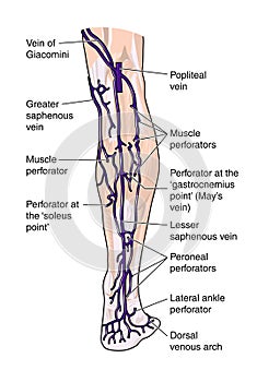 Posterior veins of the leg