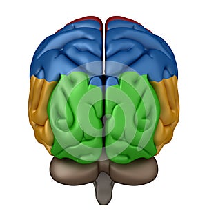 Posterior view of the Brain