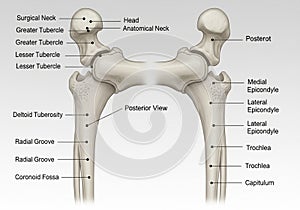 Posterior view of the human humerus