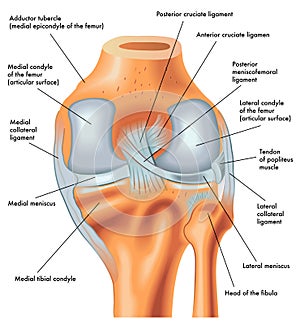 Posterior view of the right knee in extension photo