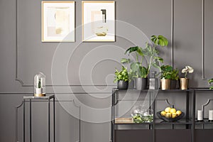 Posters on grey wall with molding in flat interior with plants o