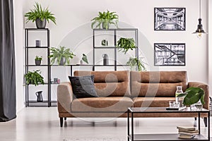 Posters and plants on white wall in living room interior with leather sofa with black cushion. Real photo