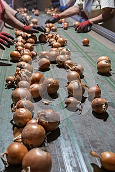 Postharvest Handling of Onion Prior Distribution to Market
