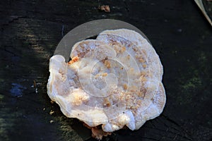 Postia fragilis autumn mushroom growing on dead tree
