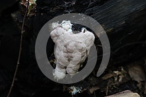 Postia ptychogaster, commonly known as the powderpuff bracket, is a species of fungus in the family Fomitopsidaceae