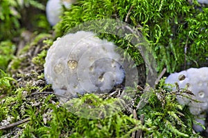 Postia ptychogaster, known as the powderpuff bracket, strange fungus from Sweden