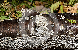 Postia rennyi - a thin layer of white fungus on the trunk of an old cherry, destroying the wood, Ukraine photo