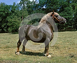 POSTIER BRETON, DRAUGHT HORSE, STALLION STANDING ON GRASS