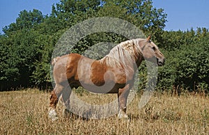 POSTIER BRETON, DRAUGHT HORSE, STALLION STANDING ON GRASS