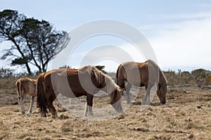 Postier Bretons grazing in a pasture by the sea