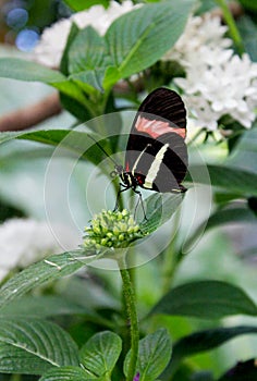 Postman butterfly