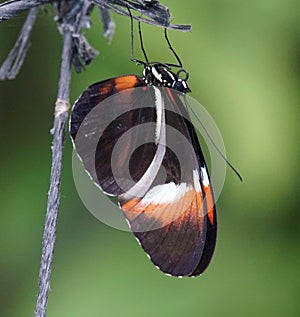 Postman Butterfly