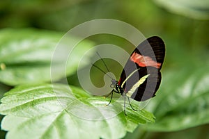 Postman Butterfly