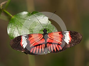 Postman butterfly close up resting on a leaf