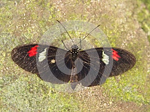 Postman butterfly with extended wings