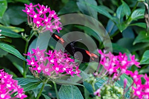 Postman butterfly feeding on pentas lanceolata flower