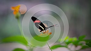 postman butterfly on a flower