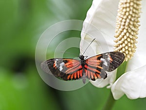 Postman butterfly Heliconius melpomene