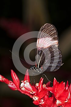 Postman Butterfly, heliconius melpomene, Adult Gathering on Flower