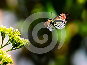 Postman butterfly (Heliconius melpomene) flying towards a flower on blurred natural background