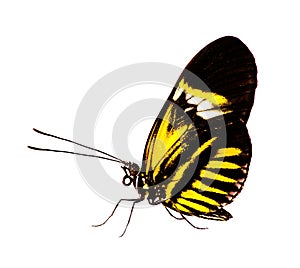 The postman butterfly Heliconius melpomene isolated on white, colored to yellow photo