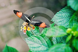 Postman butterfly (Heliconius melpomene tomate)
