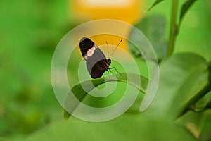 Postman Butterfly