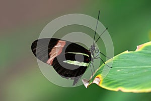 Postman Butterfly on leaf. Side view. Wings partly open. Plants in background.