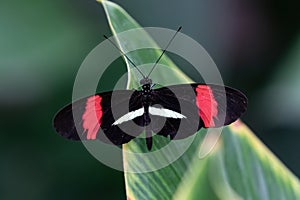 Postman Butterfly on leaf. Wings spread. Plants in background.