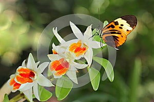 Postman Butterfly and Orchid