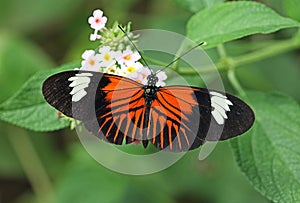 Postman Butterfly