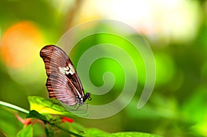 Postman (Heliconius) butterfly