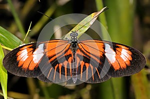 Postman, heliconius melpomene madiera