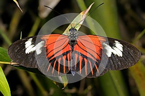 Postman, heliconius melpomene madiera