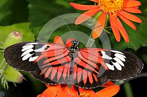 Postman, heliconius melpomene madiera