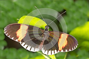 Postman Longwing butterfly