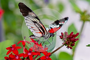 Postman Piano key butterfly feeding on pentas lanceolata flower