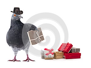 Postmaster gray pigeon isolated