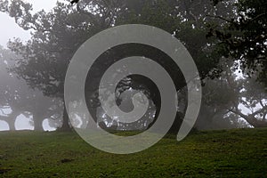 Posto Florestal Fanal on foggy day photo