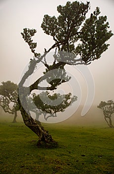 Posto Florestal Fanal on foggy day photo