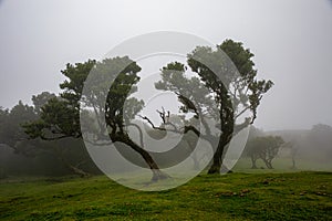 Posto Florestal Fanal on foggy day photo