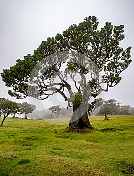 Posto Florestal Fanal on foggy day photo