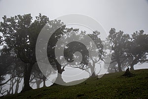 Posto Florestal Fanal on foggy day photo