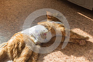 Postoperative bandage on a cat. Care of a pet after a cavitary operation, castration, sterilization. ginger cat in
