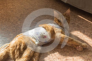 Postoperative bandage on a cat. Care of a pet after a cavitary operation, castration, sterilization. ginger cat in