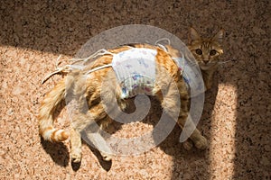 Postoperative bandage on a cat. Care of a pet after a cavitary operation, castration, sterilization. ginger cat in