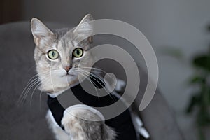 Postoperative bandage on Spayed Cat. Pet after cavitary operation, castration, sterilization. Animal care